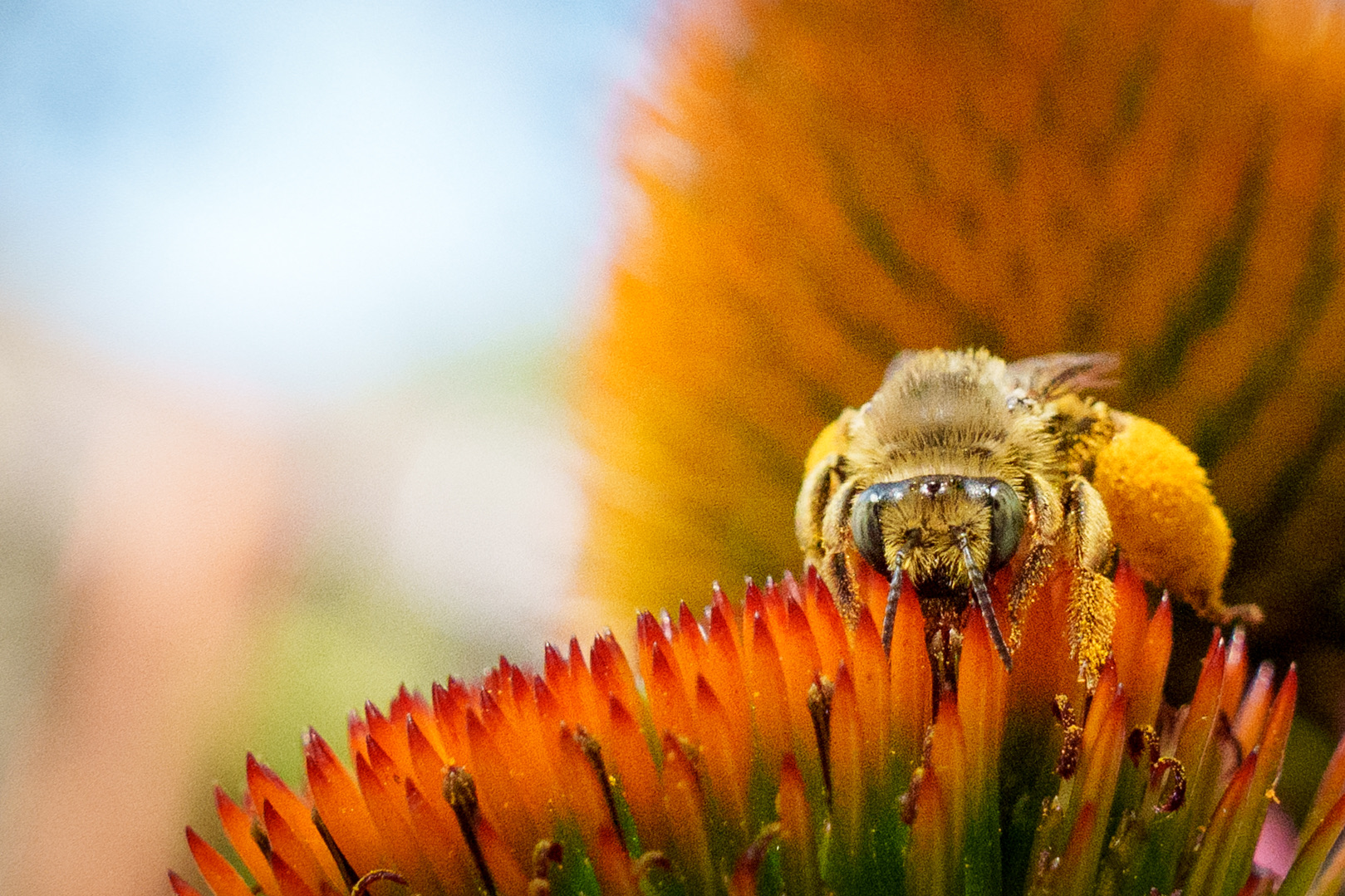 Bumblebee face-on on echinacea